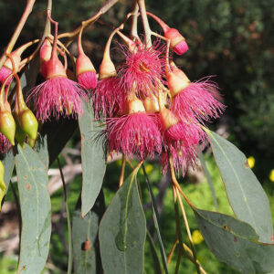 Red Ironbark