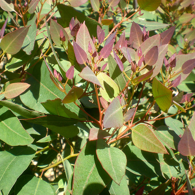 Yellow bloodwood