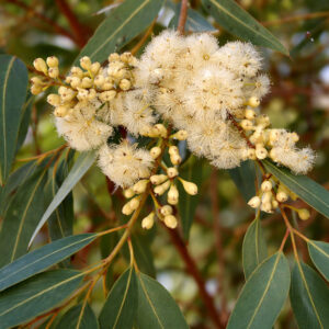 Dwarf Sugar Gum