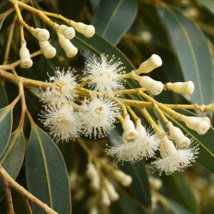 Yellow Gum