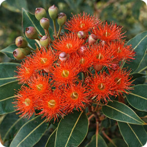 Red Flowering  Gum